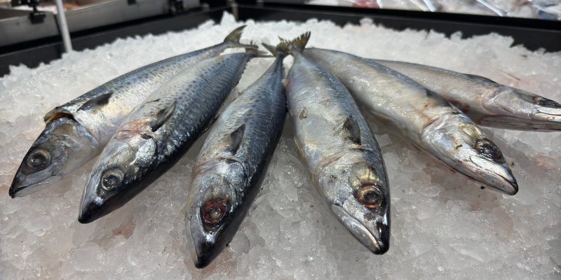 Makrel je nedostatek! Odborníci vyzývají restaurace a supermarkety, aby je přestaly nabízet zákazníkům