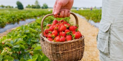Muž na jahodové plantáži drží v ruce košík plný čerstvých jahod