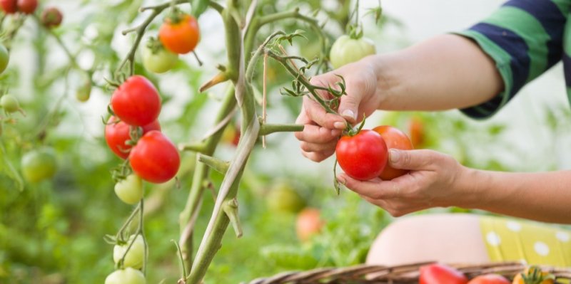 Červenec na zahradě má svá léty prověřená pravidla: Sklízí se, vysévá a hnojí