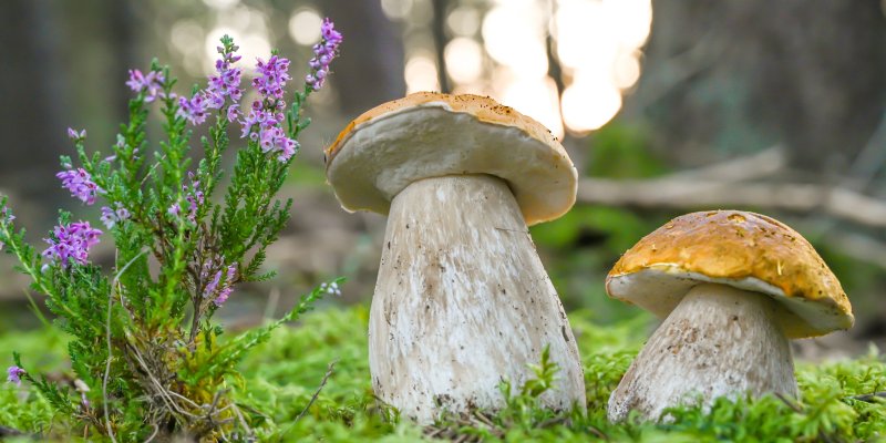 Houbařská sezona startuje! Online mapy vám ukážou, kde najdete největší úlovky