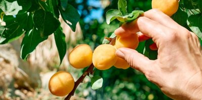Samosběr meruněk 2025: Přehled, kam stojí za to vyrazit