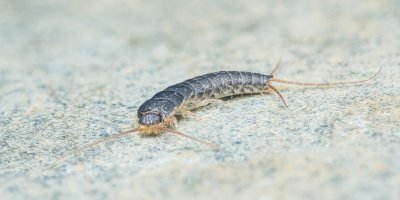 Rybenka