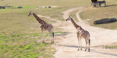 Žirafy v zoologické zahradě