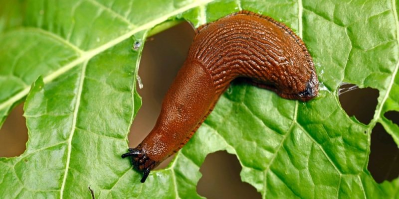 Slimáky odpudí měděná páska. Stojí pár korun a funguje spolehlivě