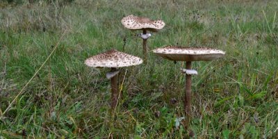 Tři plodnice bedly vysoké na louce