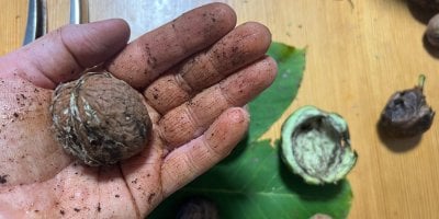 Ruce špinavé od vlašských ořechů