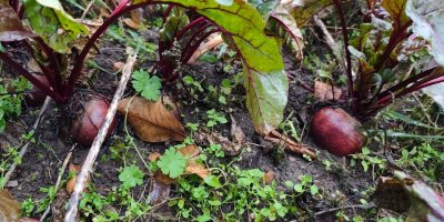 Červená řepa je vitamínovou bombou: Klíčem pro zachování čerstvosti a nutričních hodnot je správné načasování sklizně