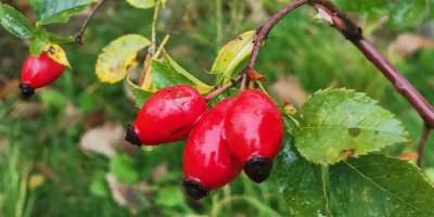 Podzimní vitamínová dávka pro vaši imunitu: Kdy sbírat a jak sušit šípky?