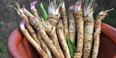 V obchodech chybí čerstvý křen: Česko si na něj počká. Obchody varují před vyššími cenami