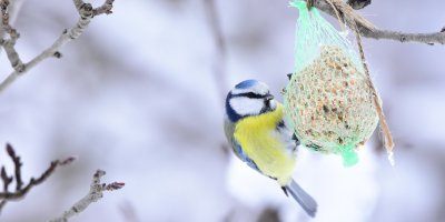Připravit správně krmítka na zimu umí jen málokdo. Pozor na častou chybu s balenými lojovými koulemi z obchodu