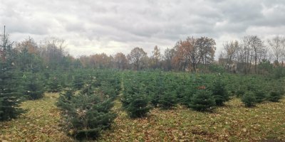 Vánoční stromky 2025: Kolik letos opravdu zaplatíte? Máme ceníky z plantáží i hobby marketů