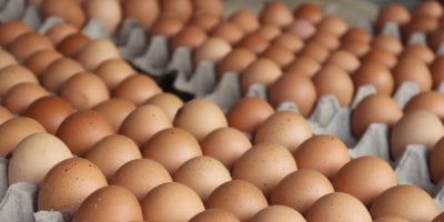 Vejce zdražují. Chovatelé nestíhají přechod od klecí a ceny rostou rychleji než dřív