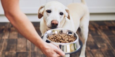 Jak vybrat správné granule pro psa? 