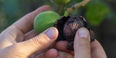 Ořechů na pečení je letos méně. Úroda zčernala kvůli nebezpečnému škůdci