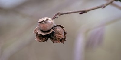 Kvíz: Myslíte si, že pohádku Tři oříšky pro Popelku znáte nazpaměť? 10 otázek správně dá jen expert