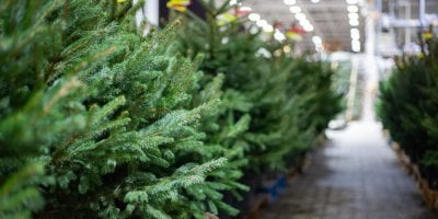 Neprodaly se. Co se děje s vánočními stromky, o které už nikdo nestojí? Ne všechny čeká štěpkovač