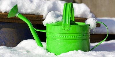 Sněhová voda je skvělá pro zalévání pokojových rostlin. Pozor ale na častou chybu, ne každý sníh se rostlinám líbí