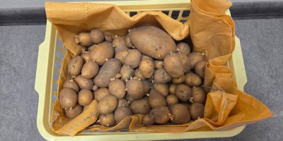 Klíčí vám brambory? Vyzkoušejte osvědčené triky našich babiček s jablkem nebo kaštany