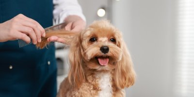 Psí chlupy místo rašeliny? To, co běžně končí v koši, může rostlinám výrazně pomoct, ukazuje  vědecká studie