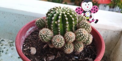 Kaktusy nejsou nezničitelné. Přehnaná péče je zabíjí, někdy je ale ještě lze zachránit, vysvětluje odbornice