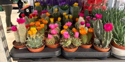 „Koupil jsem kaktus s nádhernými květy. Po týdnu mi spadly, po reklamaci jsem měl z ostudy kabát,“ svěřil se zákazník