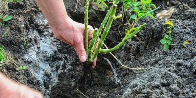 Nejkrásnější červené růže, které stojí za to vysadit právě teď. Odmění se vám krásnými květy i dokonalou vůní