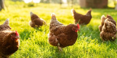 Slepice na trávníku