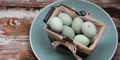 Slepice, které snášejí modrá a zelená vejce: Araukany lákají české zahrádkáře