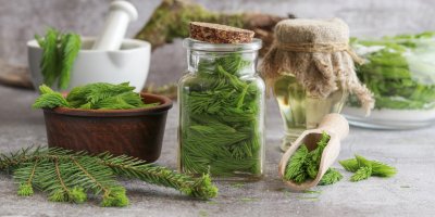 Sirup ze smrkových výhonků: Rostou na každém smrku a většina lidí je ignoruje. Přitom z nich vznikne skvělý sirup