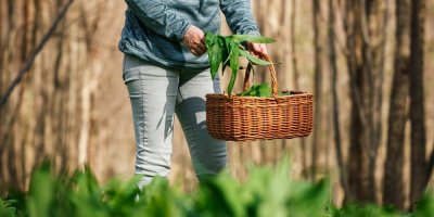 Češi vyrážejí do lesů pro medvědí česnek. Jak ho bezpečně poznat, kolik stojí v obchodech a jak si ho vypěstovat