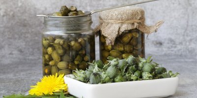 Recept na domácí „falešné kapary“ z jarních pupenů pampelišek, které využijete do salátů, těstovin i na pomazánku