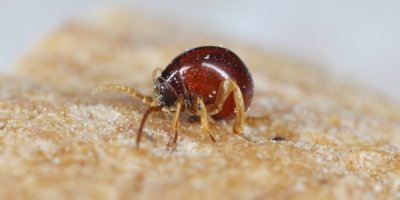 Malý brouček, který tajně ničí váš byt. Proti vrtavci i dalšímu hmyzu zasáhněte pořádně, shodují se odborníci