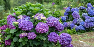 Jarní výsadba hortenzií: Stačí pár pravidel, správná půda a keře budou obsypané květy
