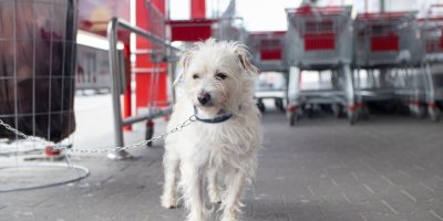 Se psem do supermarketu? Ve většině řetězcích narazíte, jinde vás pustí dokonce i s kočkou