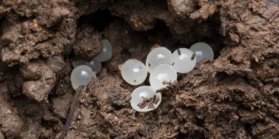 Boj se slimáky začíná už na konci března! Zkušená zahradnice radí, co udělat teď, aby vám v létě nesežrali zahradu