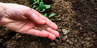 Člověk vysévá semínka ředkvičky na záhon