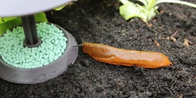 Pasti na slimáky problém dlouhodobě nevyřeší. Zahradníci popisují, co skutečně funguje