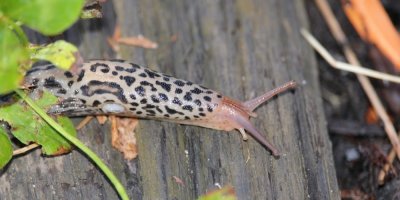 Tohoto slimáka s leopardím vzorem nezabíjejte, může vám zachránit úrodu. Pomáhá s přemnoženými slimáky a brání své území