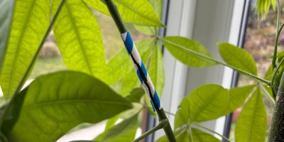 Zlomili jste rostlinu? Trik s brčkem a skořicí ji může zachránit, tvrdí sociální sítě