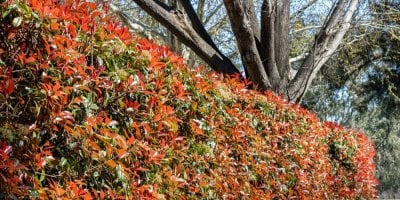 Živý plot s červenými listy