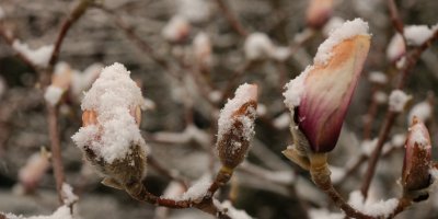 Magnolie jsou v květu. Stačí ale jedna mrazivá noc a může být po nich. Co dělat právě teď, radí zahradnice