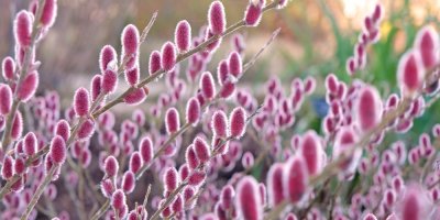 Růžové „kočičky“ místo klasiky. Tahle neokoukaná vrba z Japonska je hitem moderních zahrad a zaujme víc než magnolie