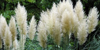 Pampové trávy „roztančí“ zahradu. Bez správného jarního řezu zůstanou řídké a bez květů