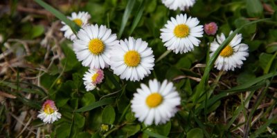 Sedmikrásky v trávníku: Odbornice vysvětluje, co jejich výskyt značí o stavu půdy