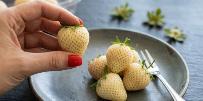 Ruka držící bílou jahodu