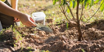 Hnojíte ovocné stromy správně? Hnojivo patří pod korunu, ne ke kmeni. Právě tam jsou kořeny aktivní, radí odbornice
