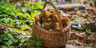 První velká vlna hub je tady. Kačenky rostou ve velkém, ale pozor na záměnu