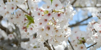 Mráz přichází ve chvíli, kdy stromy kvetou. Jak ochránit zahradu před dubnovým ochlazením