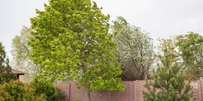 Ochraňte zahradu před větrem. Většina lidí to ale dělá špatně: Pomohou chytré větrolamy