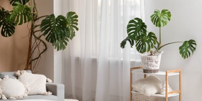 Pěstování monster: Nejdůležitější je zajistit dobré podmínky, radí zahradnice